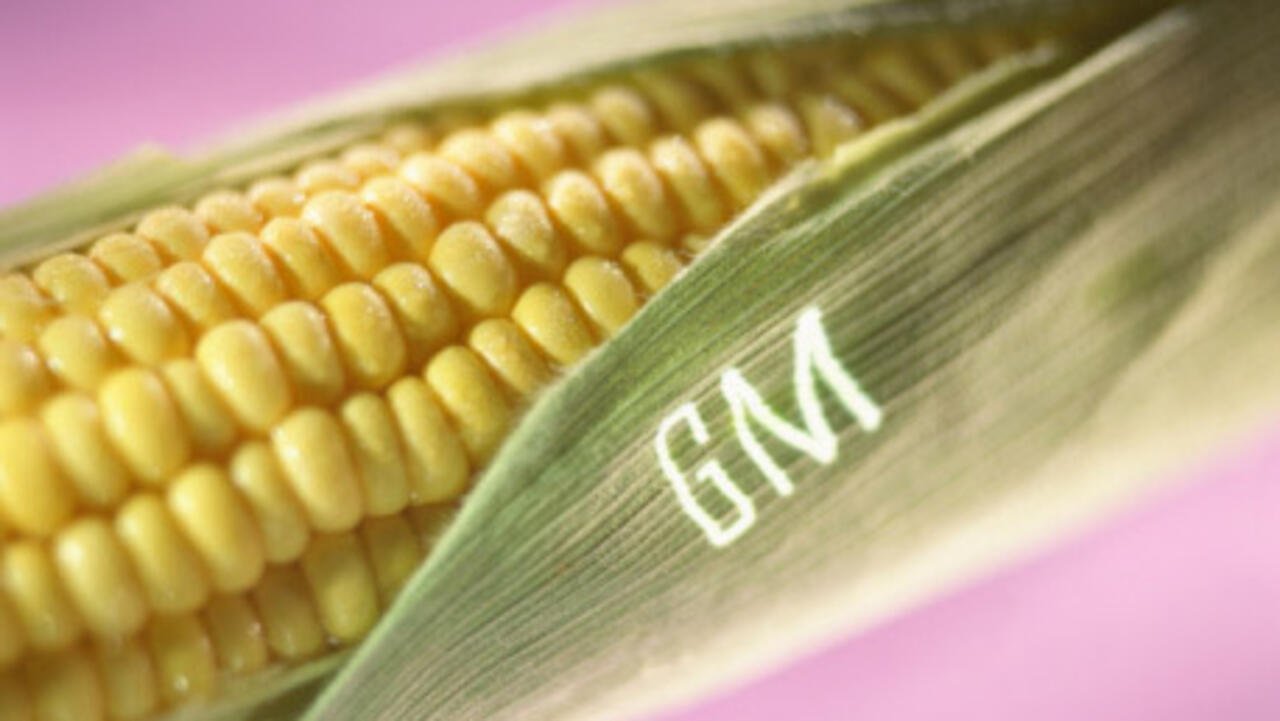 Kenya: les opposants aux OGM célèbrent la suspension de leur importation par la justice