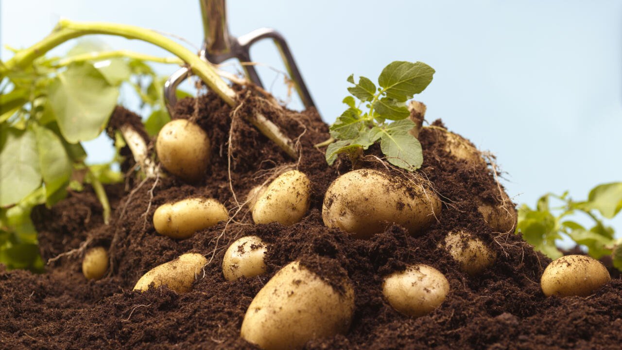 Chronique des matières premières – Les pressions commerciales déstabilisent le marché de la pomme de terre