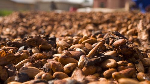 Chronique des matières premières - Cacao: la question des prix à nouveau sur la table