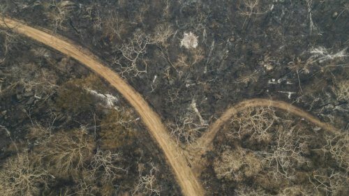 La destruction des forêts primaires connaît un triste record en 2024, selon Global Forest Watch