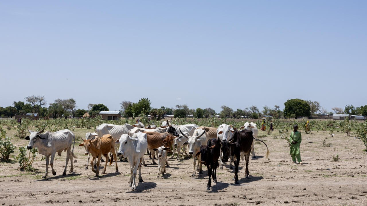 Tchad: éleveurs, agriculteurs… le Code pastoral divise toujours de larges pans de la société