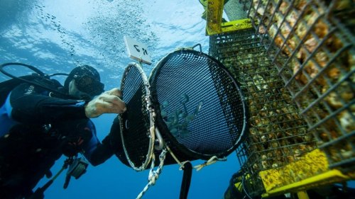Reportage France - Ecocéan, l’entreprise montpelliéraine qui restaure la biodiversité dans les ports français
