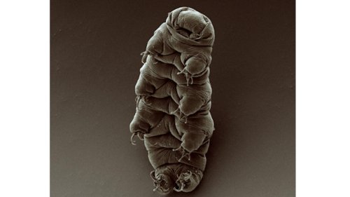 C'est dans ta nature - Les tardigrades, des animaux de l'extrême