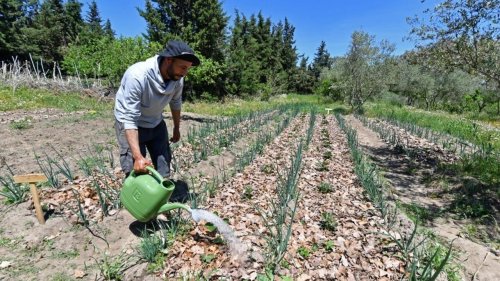 Afrique économie - Face au manque d'eau, la permaculture gagne du terrain en Tunisie