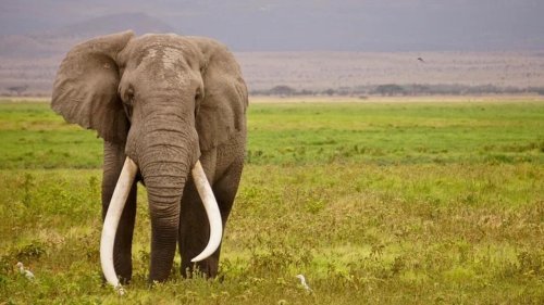 Un éléphant Super Tusker, espèce menacée, abattu en Tanzanie