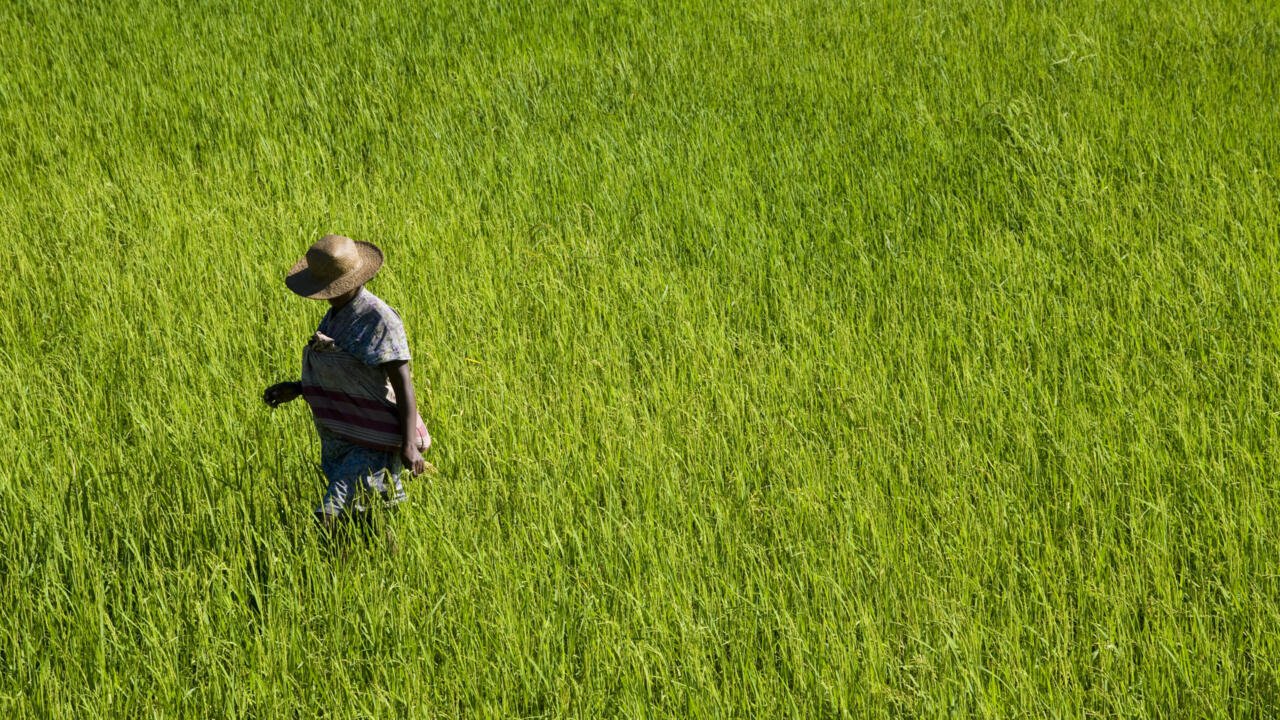 Madagascar: des agriculteurs démunis après de nouvelles suppressions d’aides américaines