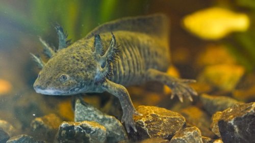 Mexique: l'axolotl, la salamandre emblématique du pays menacée de disparition