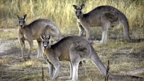 Australie: l'industrie du kangourou menacée par un interdit aux États-Unis