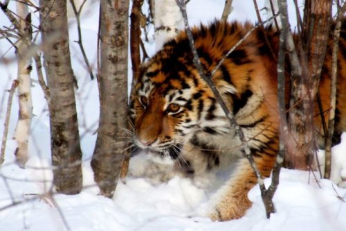 Биолог Галина Салькина 40 лет изучает и защищает амурских тигров