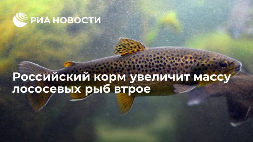 Российский корм увеличит массу лососевых рыб втрое