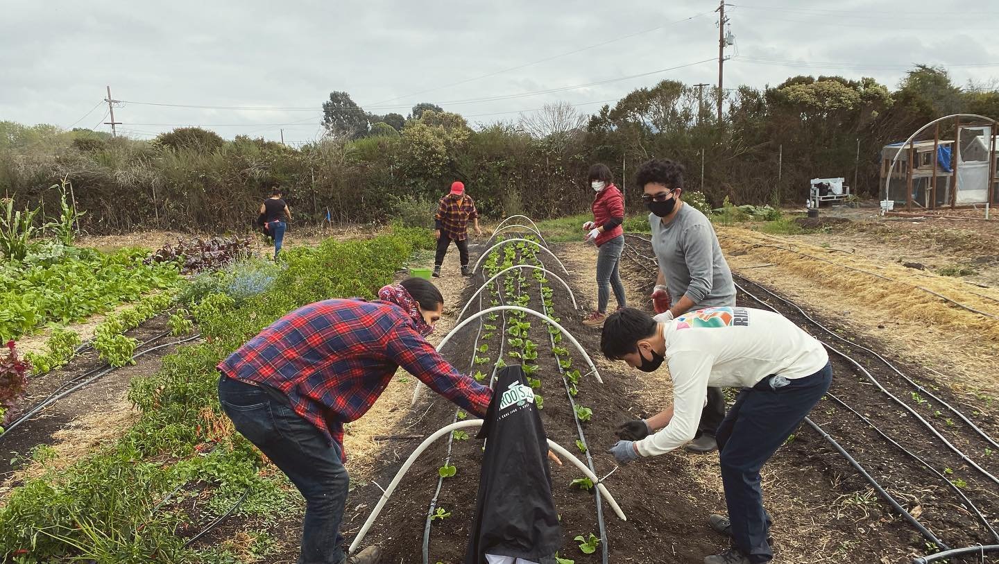 Urban farmers in Richmond are helping in the fight against food insecurity