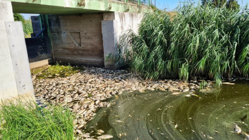 Tödliche Giftwelle auf der Oder: „Die Dimensionen des Fischsterbens sind so gewaltig wie bei der Sandoz-Katastrophe“