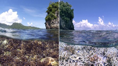 Weltkongress in Bremen: „Korallenriffe sind für die globale Stabilität enorm wichtig“