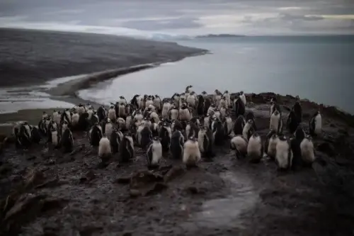 In Antarctica, Penguins Began to Die en Masse