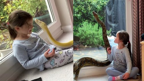 This little girl is best friends with two 15-foot pythons