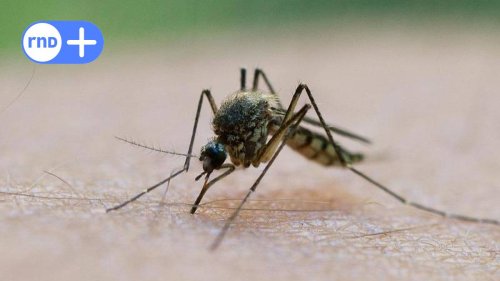 Mückengefahr in Deutschland? „Wir müssen davon ausgehen, dass sich das West-Nil-Virus weiter ausbreitet“