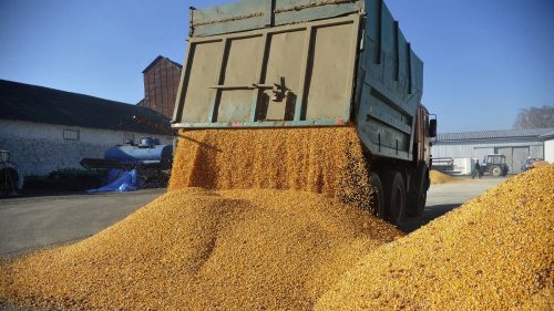 Günstiges Getreide aus der Ukraine flutet die Märkte: Östliche EU-Staaten beklagen Probleme
