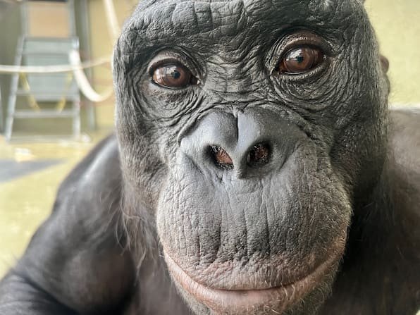 Bonobo-Experiment: Schimpansen können sich in die Sichtweise von Menschen hineinversetzen