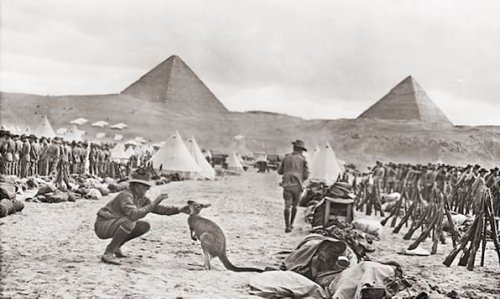 Als Kängurus noch für Australien in den Krieg zogen