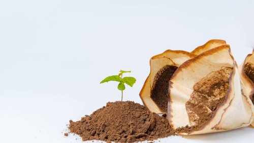 Lässt sich Kaffeesatz als Dünger einsetzen?