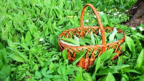 Die Bärlauch-Saison beginnt: Kennen Sie den Unterschied zu Herbstzeitlosen und Maiglöckchen?