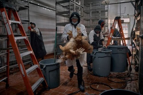 Vogelgrippe in USA besorgt Experten zunehmend