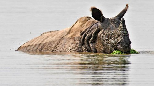 Fast ausgerottet: In Nepal hat sich der Bestand der Panzernashörner ein wenig erholt