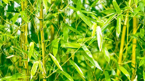Hoch hinaus: Mit diesen Tipps wächst Bambus im heimischen Garten