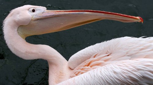 Berliner Zoo: Schwules Pelikan-Paar brütet Küken aus – Ei adoptiert