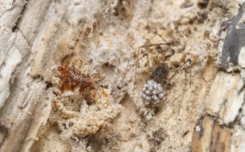 Gruselige Tarnkünstler: Knochensammler-Raupe baut sich ein Kleid aus Beuteresten