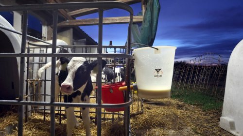 Weihenstephan und Sachsenmilch rufen Milchprodukte zurück