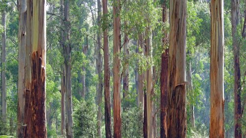 Verheerende Waldbrände auf Nordhalbkugel: Australiens Eukalyptusbäume treiben Feuer an