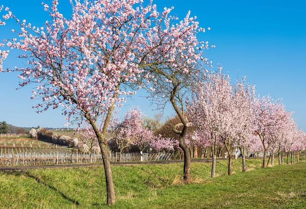 Mandelblüte in Deutschland: Warum du die Pfalz im Frühling einen Besuch lohnt