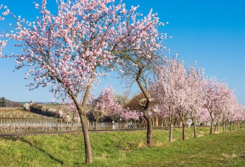 Mandelblüte in Deutschland: Warum du die Pfalz im Frühling einen Besuch lohnt