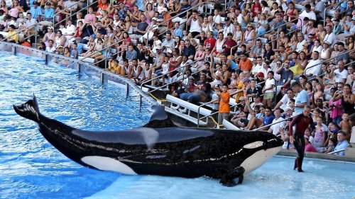 Orcas greifen sich offenbar in US-Tierpark gegenseitig an