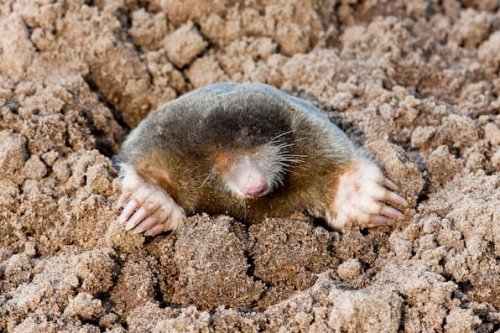 Maulwurf-Bestand sinkt: Klimawandel bedroht geschützte Art
