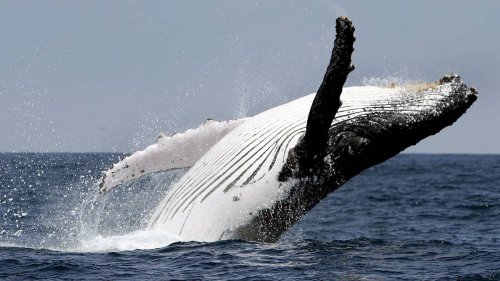 Buckelwale lernen neue Lieder ganz präzise
