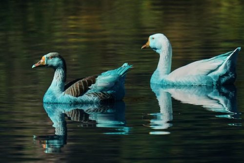 Brasilien: Blau gefärbte Tiere nach Chemieunfall in See
