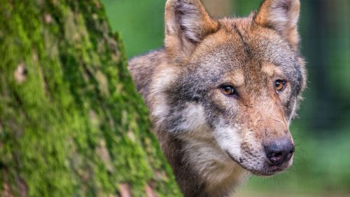 Wölfe in Sachsen-Anhalt an Räude erkrankt