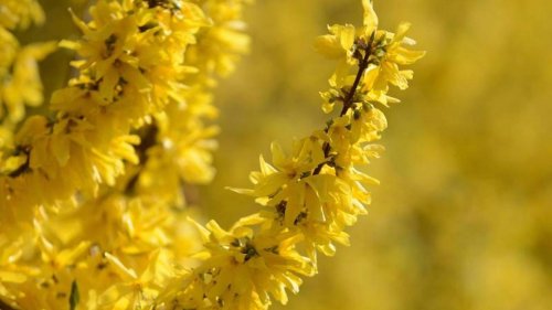 Forsythien richtig pflegen: So leuchtet die Pflanze schön gelb