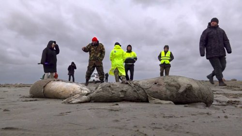 Russland: 1700 tote Robben an Küste entdeckt - was ist der Grund?