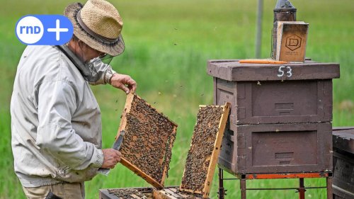 Prozess um Bienendiebstahl in Nordsachsen: Spannender Fall mit unerwartetem Ausgang
