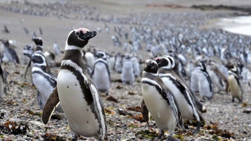 Hunderte Pinguine mit Bulldozer getötet: Fall entsetzt argentinische Umweltschützer