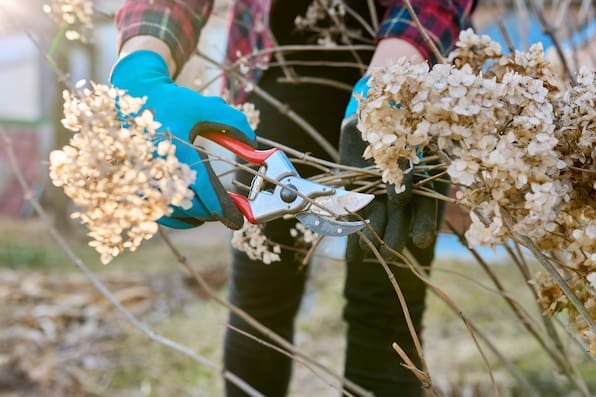 Hortensien schneiden, aber richtig – Tipps für volle Blüten