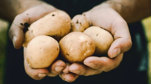 Topf oder Mikrowelle, mit Schale oder ohne: Wie bereitet man Kartoffeln richtig zu?
