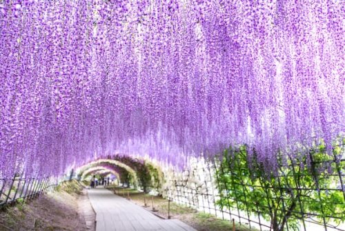 Japan im Blütenrausch: Der Kawachi-Blauregengarten zählt zu den schönsten weltweit