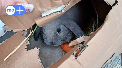 Zwei Kaninchen im Paket verschickt – ein Tier tot