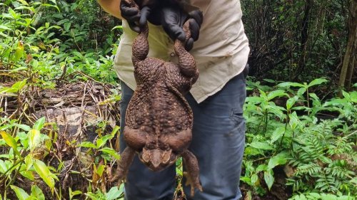 Riesenkröte in Australien entdeckt: Wie „Toadzilla“ so groß werden konnte