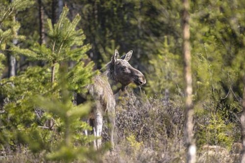 Elchwanderung in Schweden: Millionen verfolgen Live-Event im TV