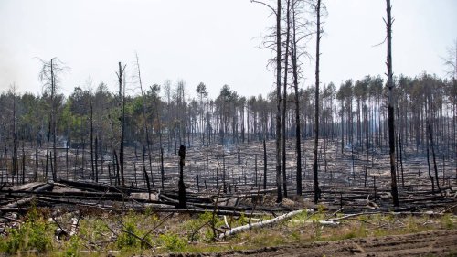 Seit Mittwochabend: Waldbrand-Einsatz in Brandenburg soll noch Tage dauern